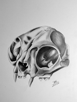 skull of cat